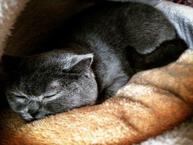 CLOSE-UP OF CAT SLEEPING ON RUG