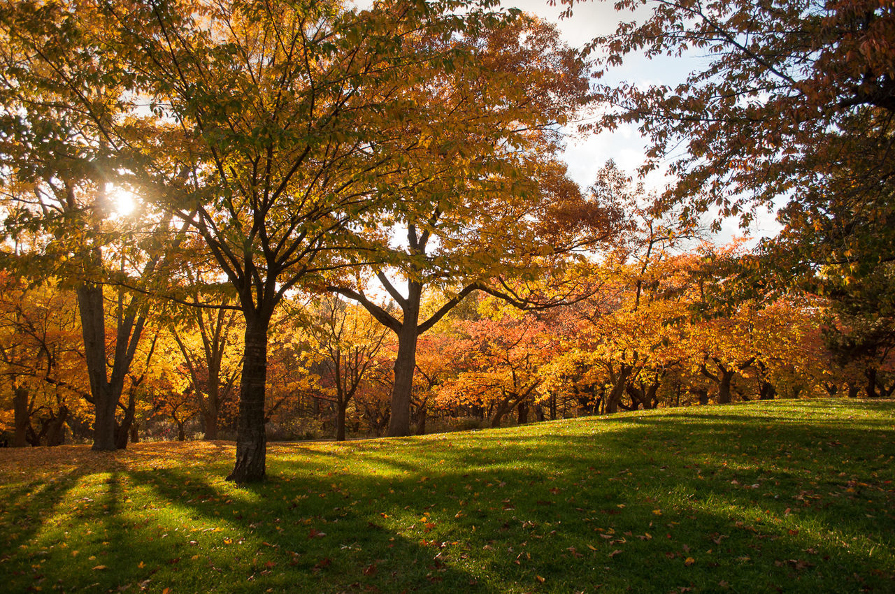 Trees on field during sunset