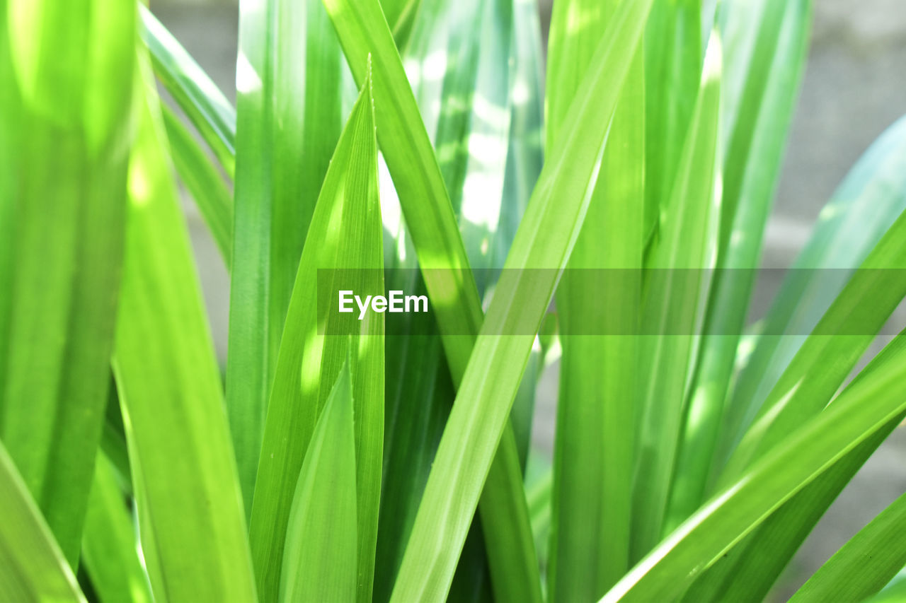 CLOSE-UP OF FRESH GREEN LEAVES