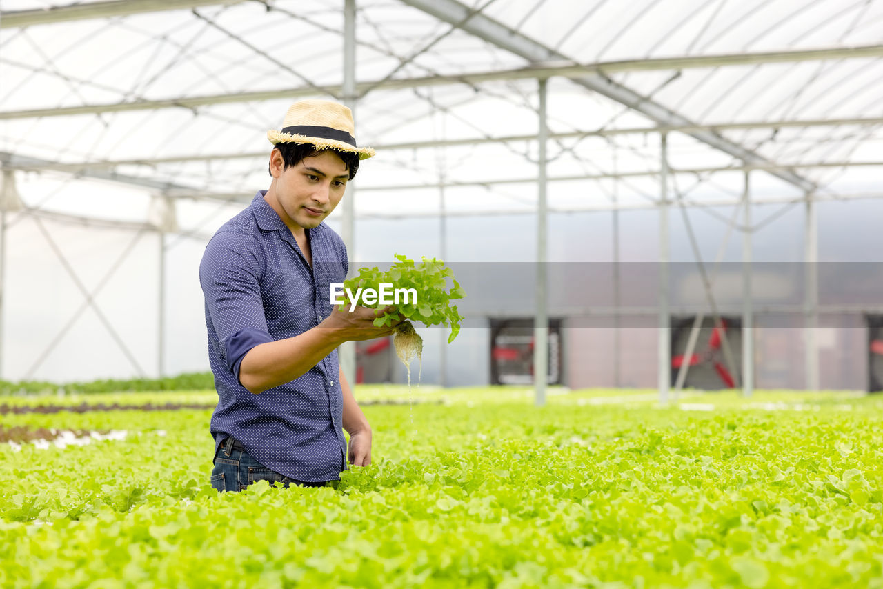 A farmer harvests veggies from a hydroponics garden. organic fresh grown vegetables and farmers.