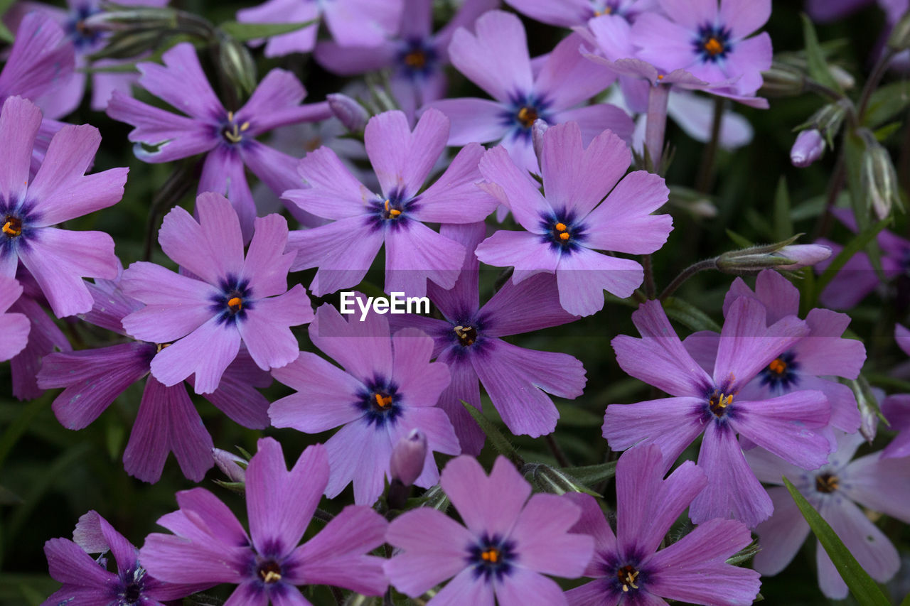 Close-up of purple flowers blooming outdoors