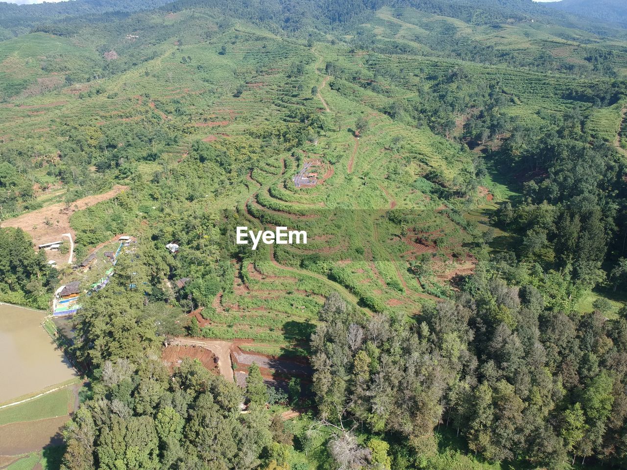 High angle view of trees growing on field