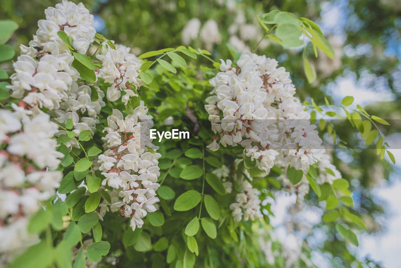 Close-up of white flowers on tree