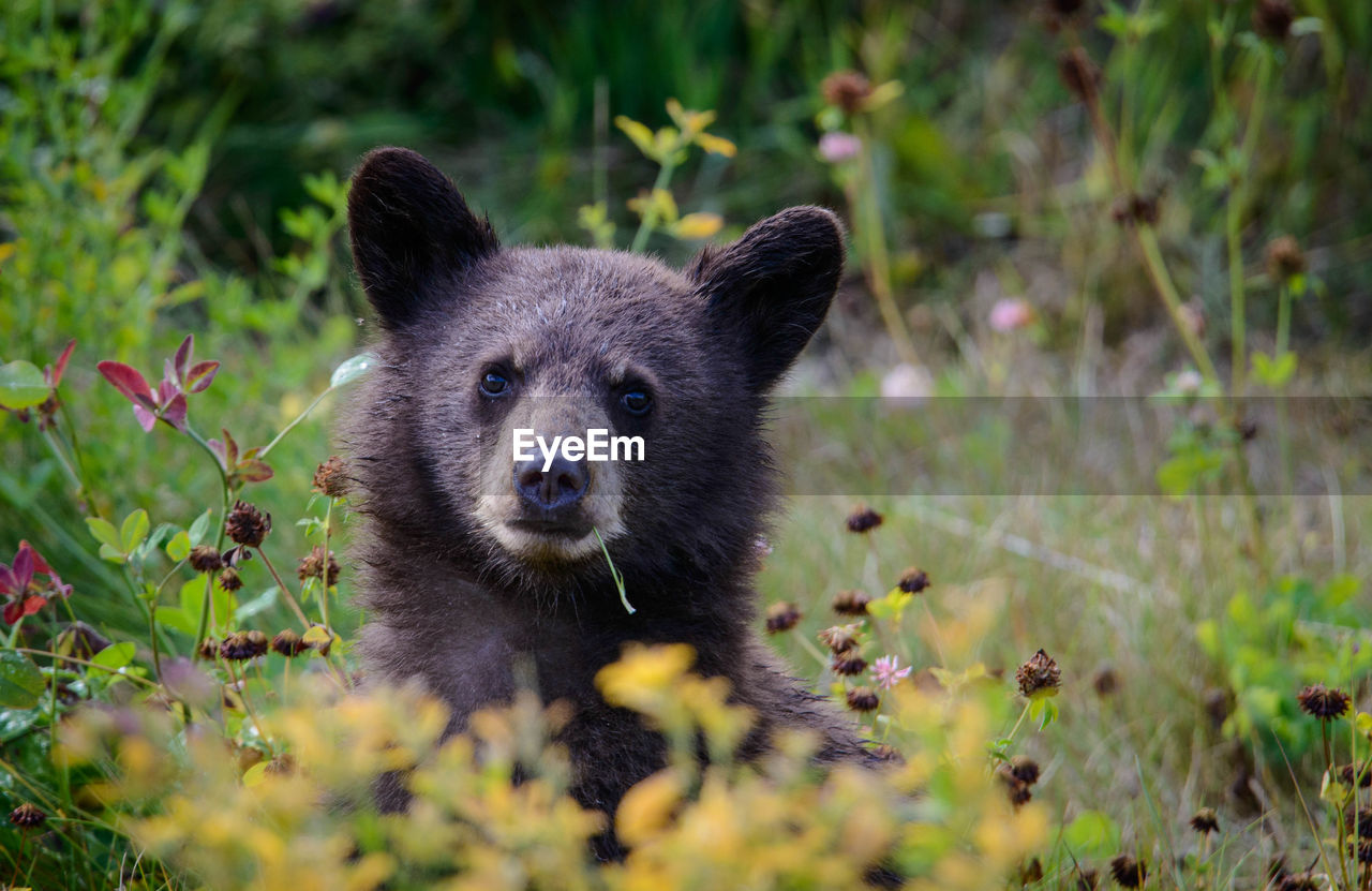 Portrait of bear on field