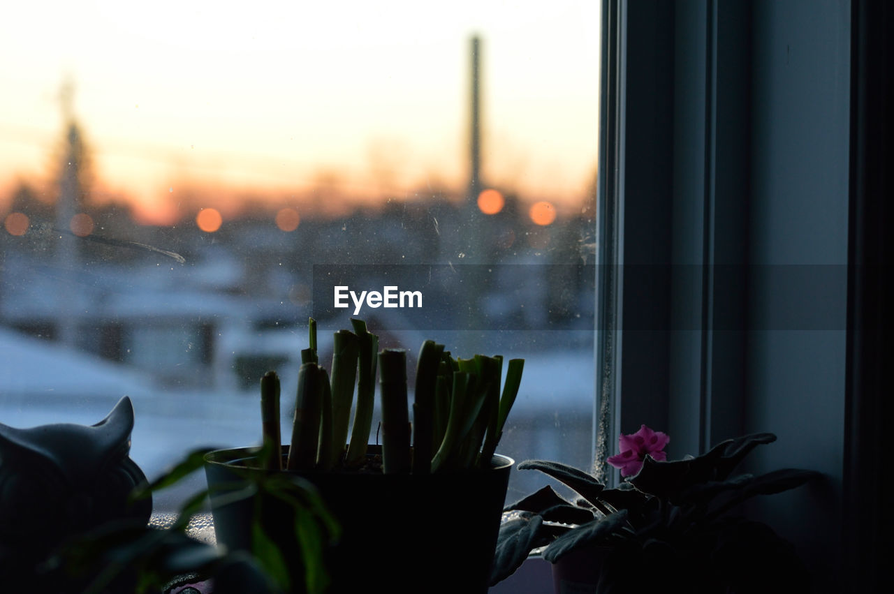 Potted plants on window sill during sunset