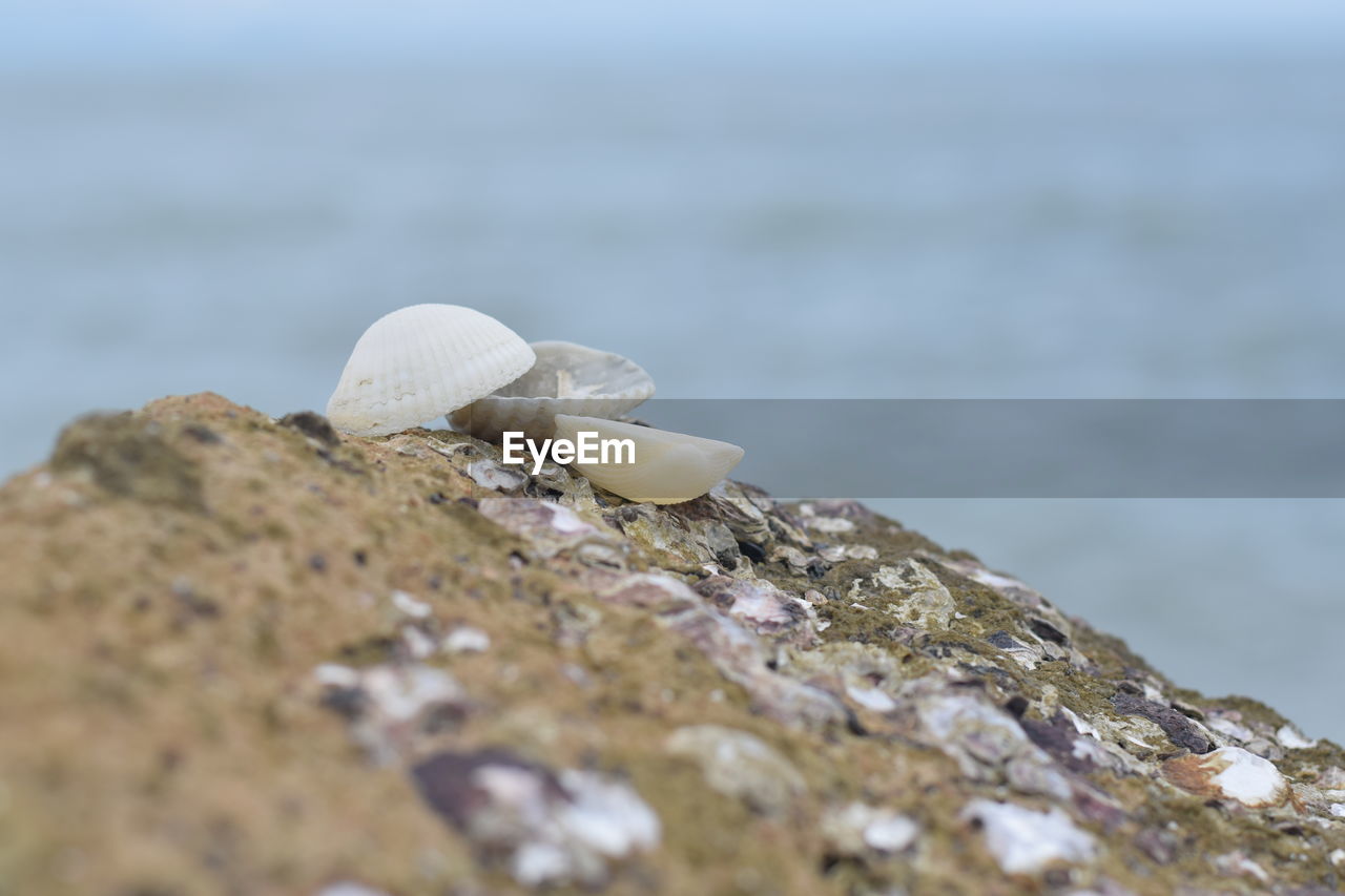 CLOSE-UP OF SHELLS ON ROCK