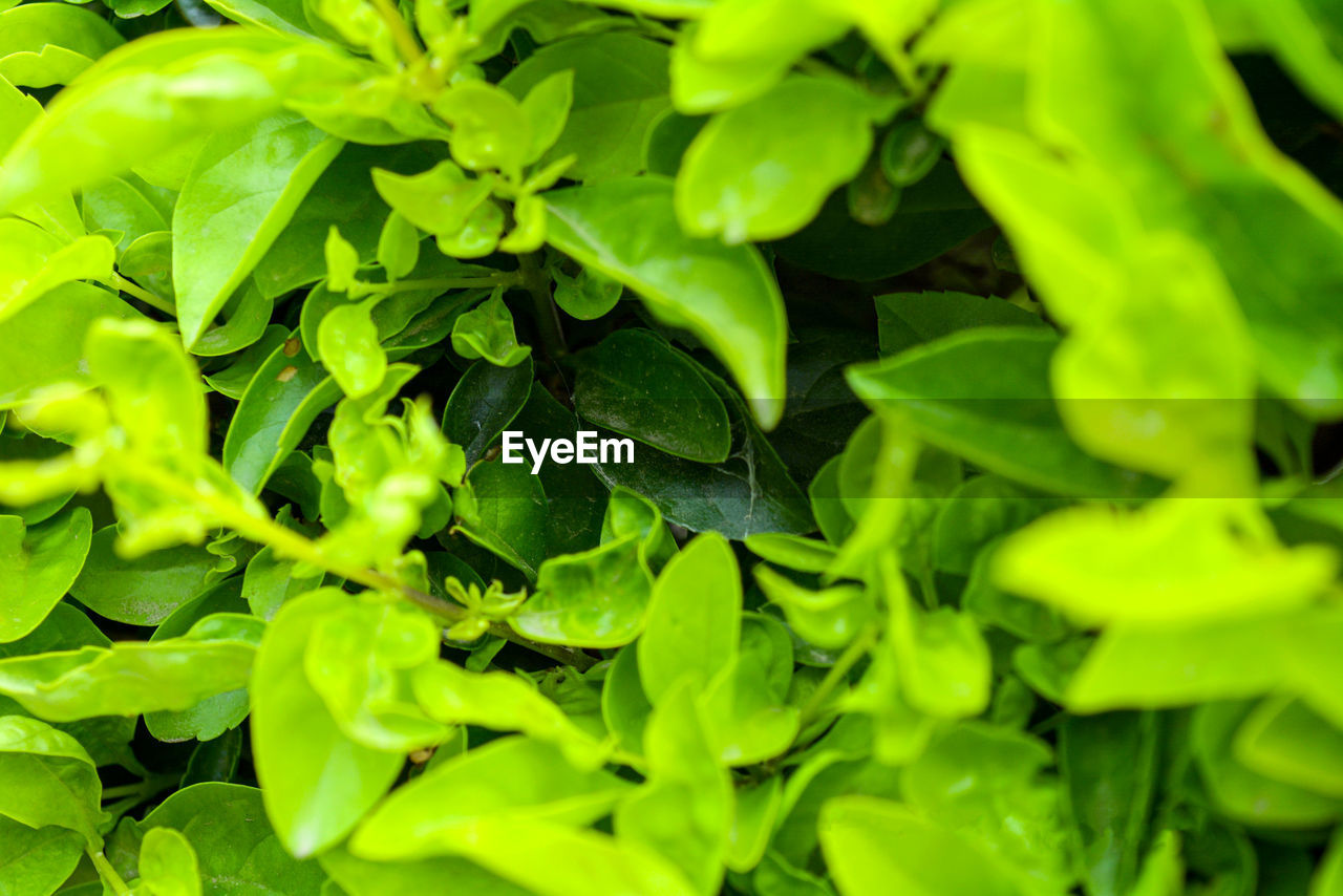 CLOSE-UP OF GREEN LEAVES