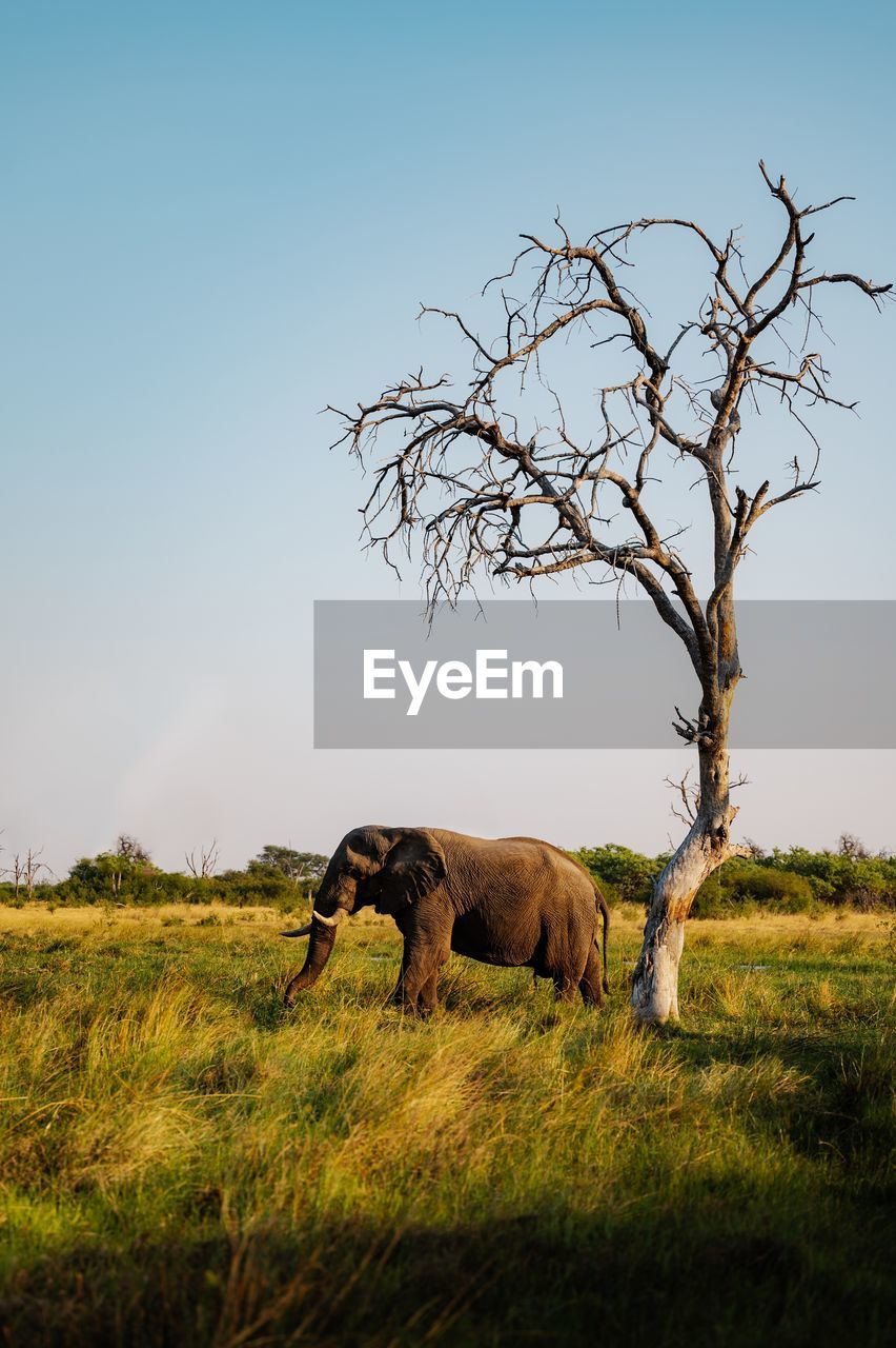 Elephant on field against sky