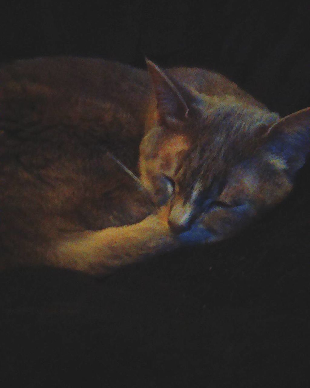 CLOSE-UP OF CAT SLEEPING ON BED