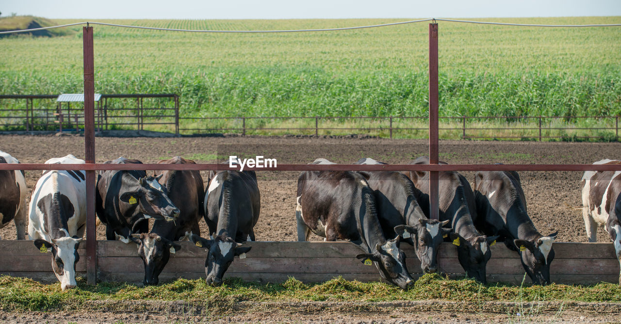 Cows grazing on field during sunny day