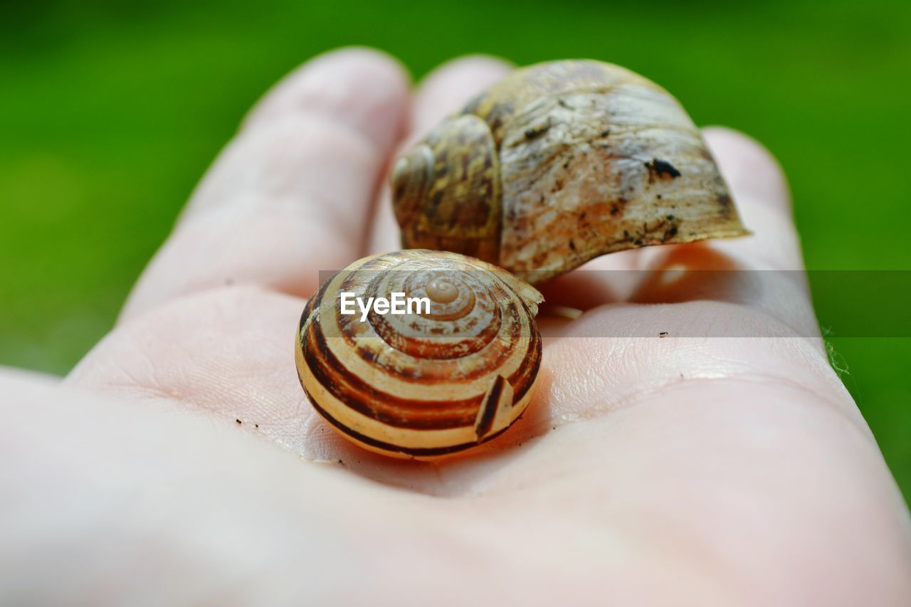 Close-up of snail on hand