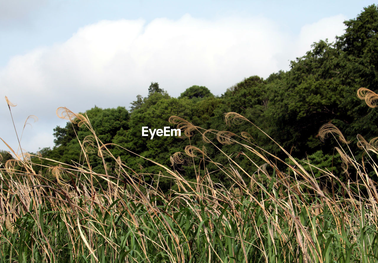 grass, plant, nature, sky, rural area, cloud, green, natural environment, land, tree, environment, landscape, vegetation, beauty in nature, flower, no people, field, growth, meadow, forest, hill, tranquility, outdoors, scenics - nature, agriculture, day, jungle, non-urban scene, grassland, leaf, travel destinations, prairie, tranquil scene, soil, rural scene, travel, tourism