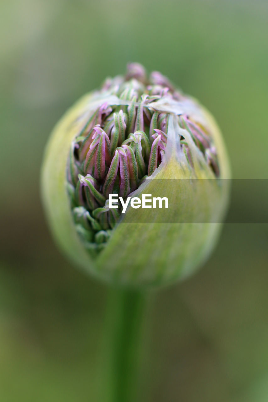 Close-up of purple flower buds