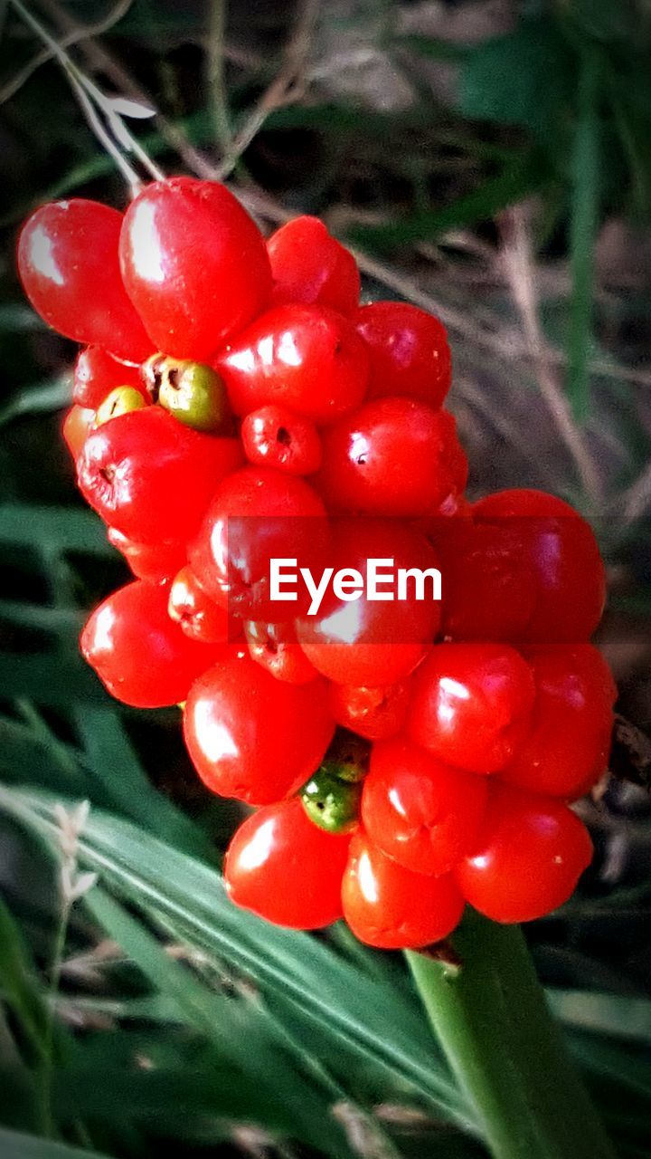 CLOSE-UP OF RED FRUITS ON TREE