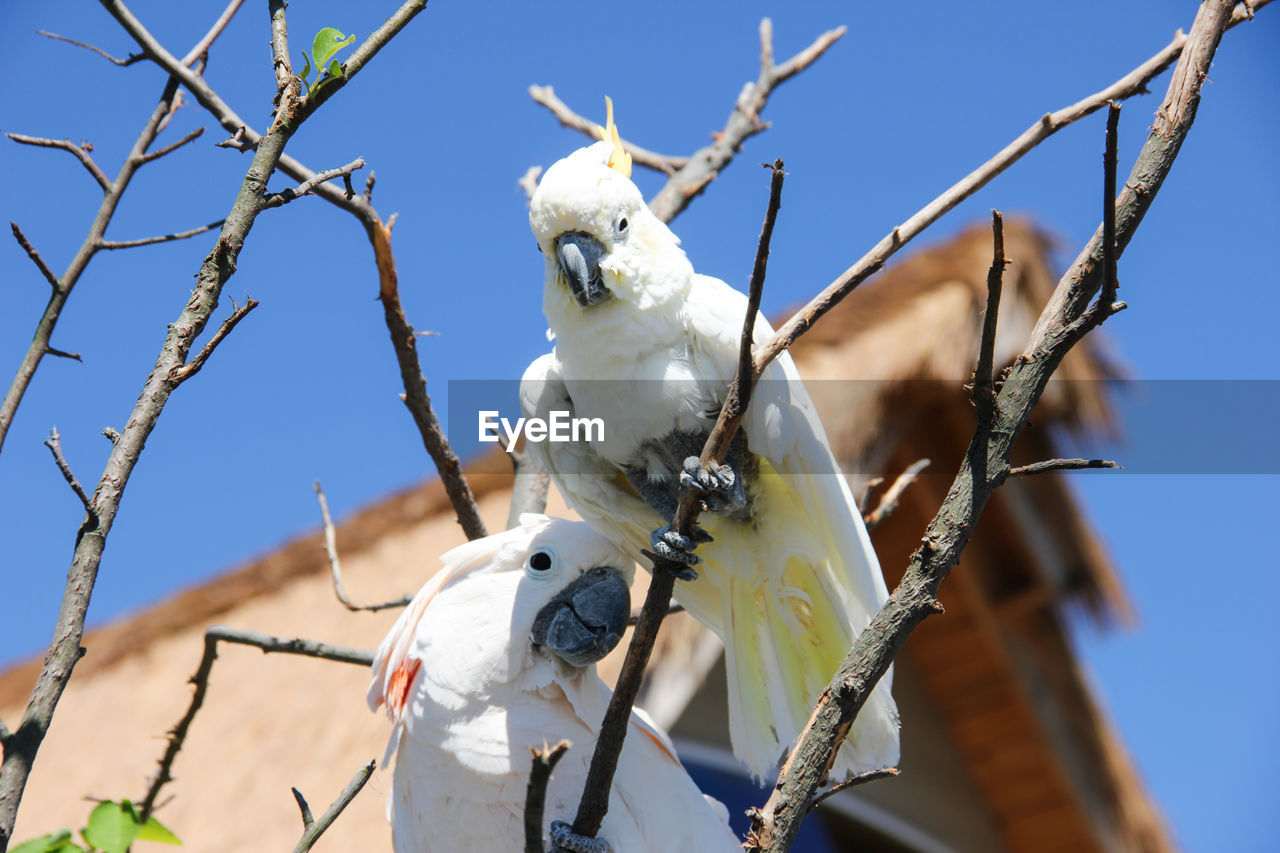 Low angle view of bird perching on branch against blue sky