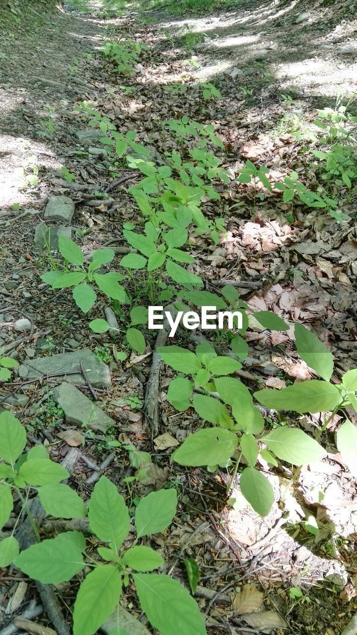 VIEW OF TREES IN FOREST