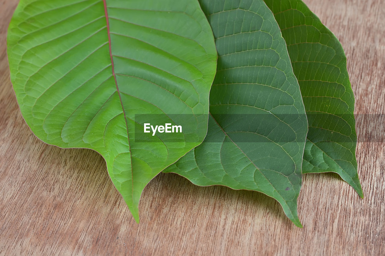 High angle view of leaves on plant