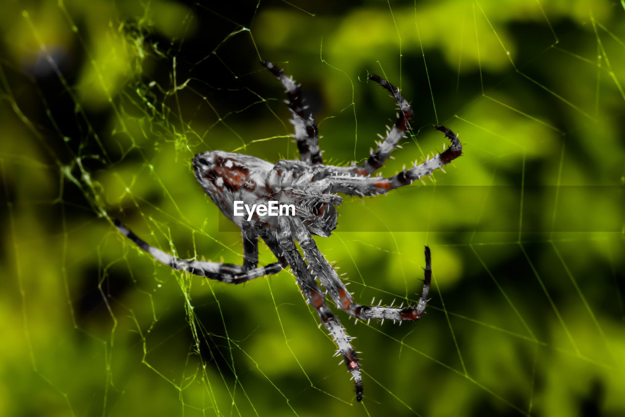 Close-up of spider on web