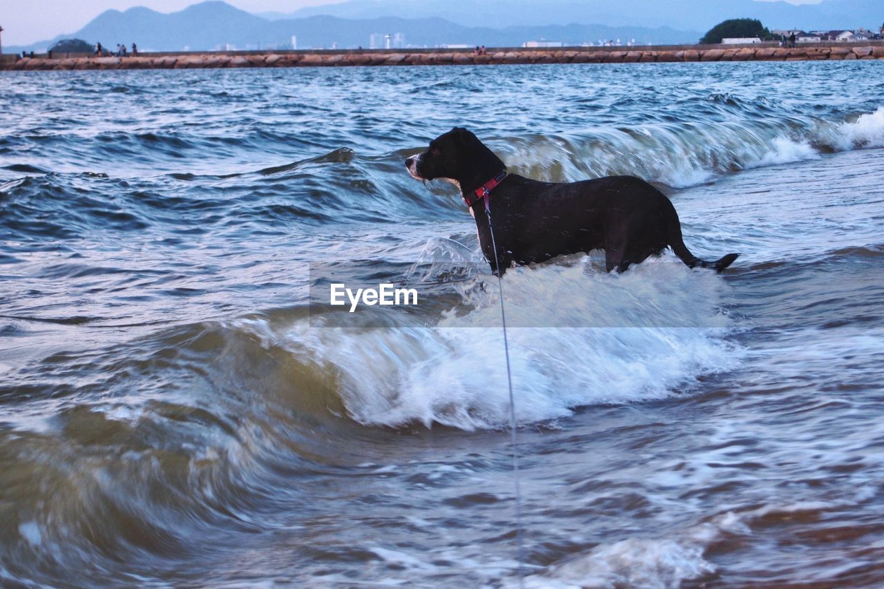 Dog in the sea