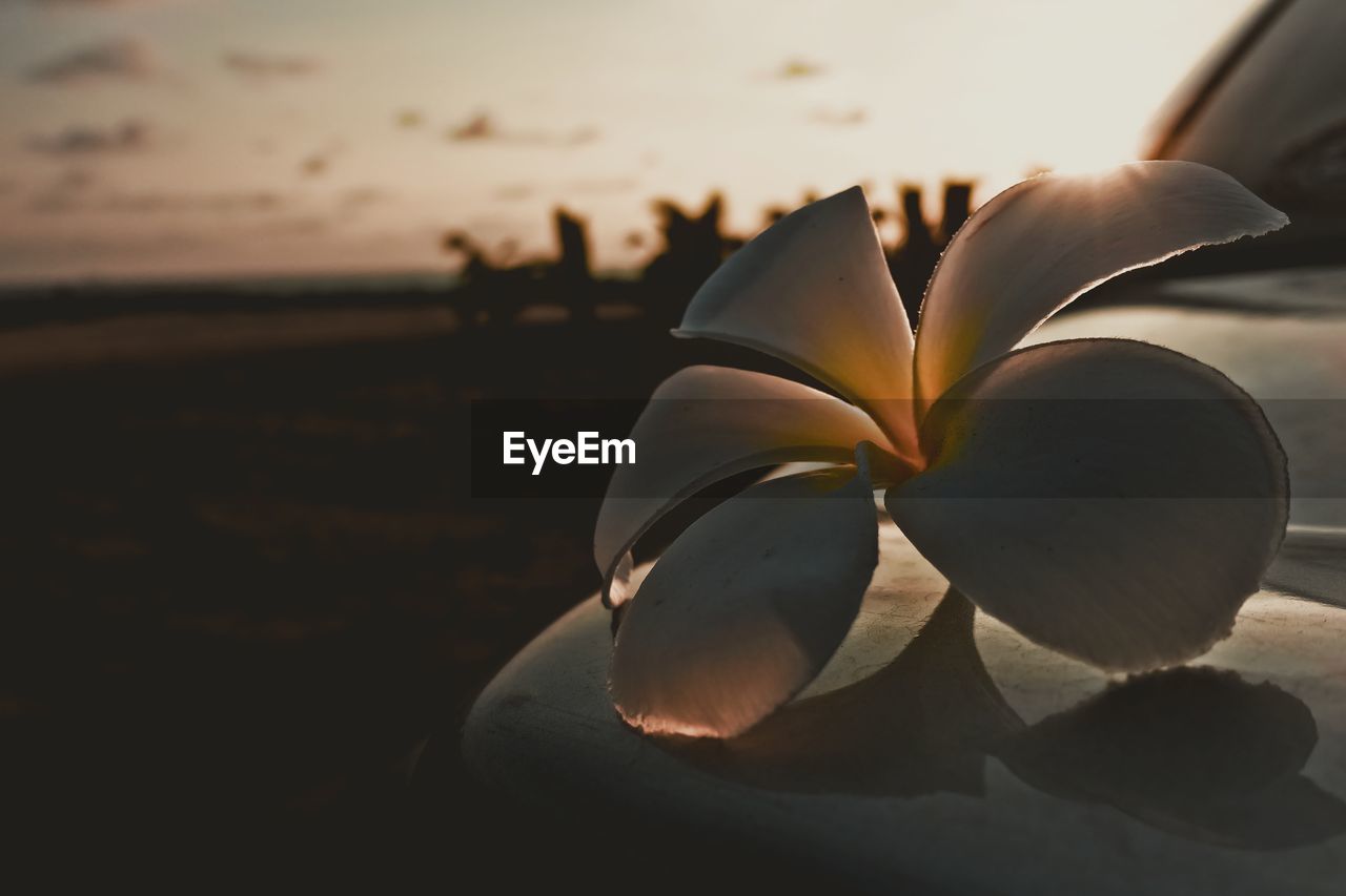 Close-up of frangipani blooming against sky during sunset