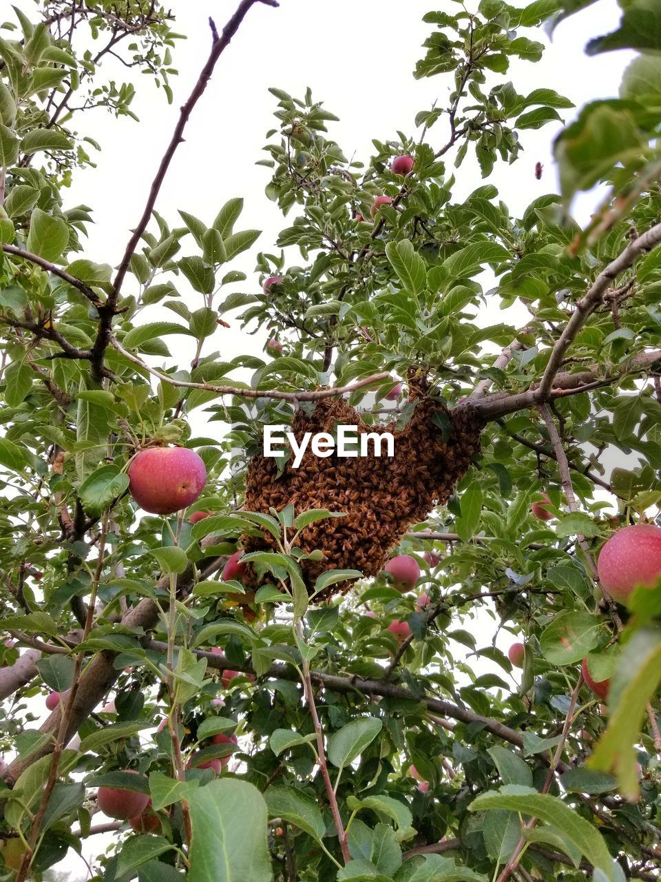 LOW ANGLE VIEW OF ORANGES ON TREE