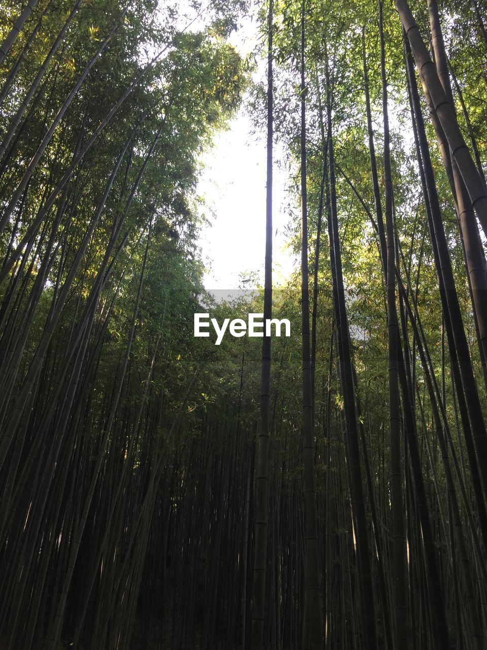 LOW ANGLE VIEW OF BAMBOO TREE IN FOREST