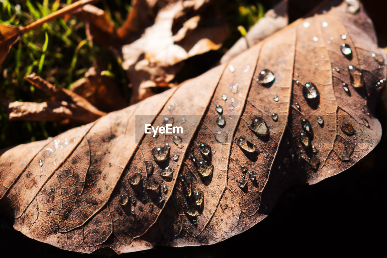 CLOSE-UP OF WET DRY LEAVES ON WOOD