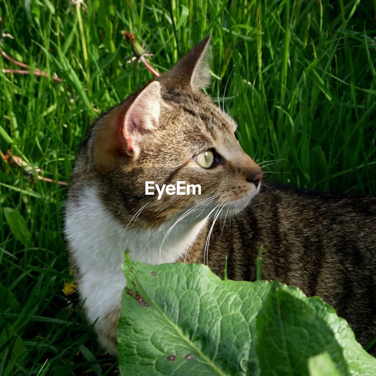 Close-up of a relaxed cat looking away