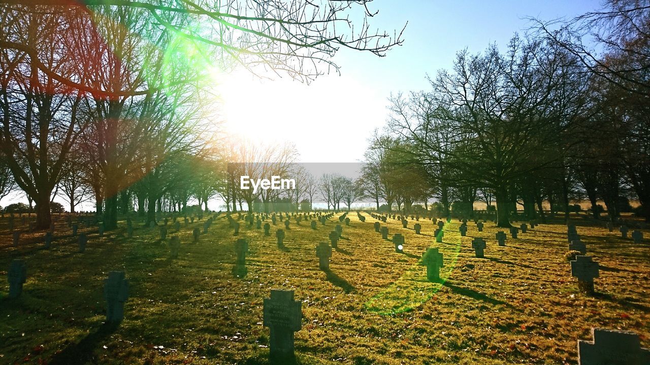 TREES ON FIELD