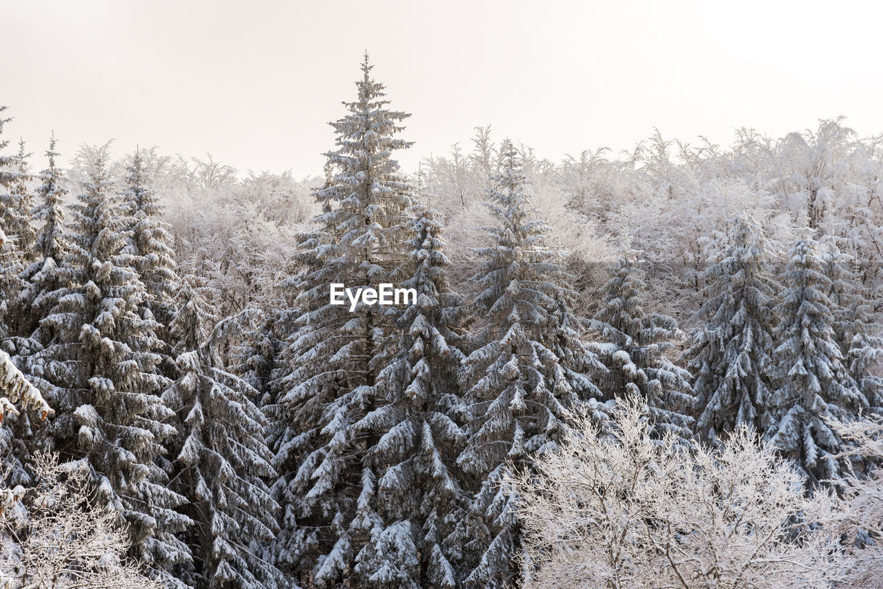 Winter landscape of the mountain.