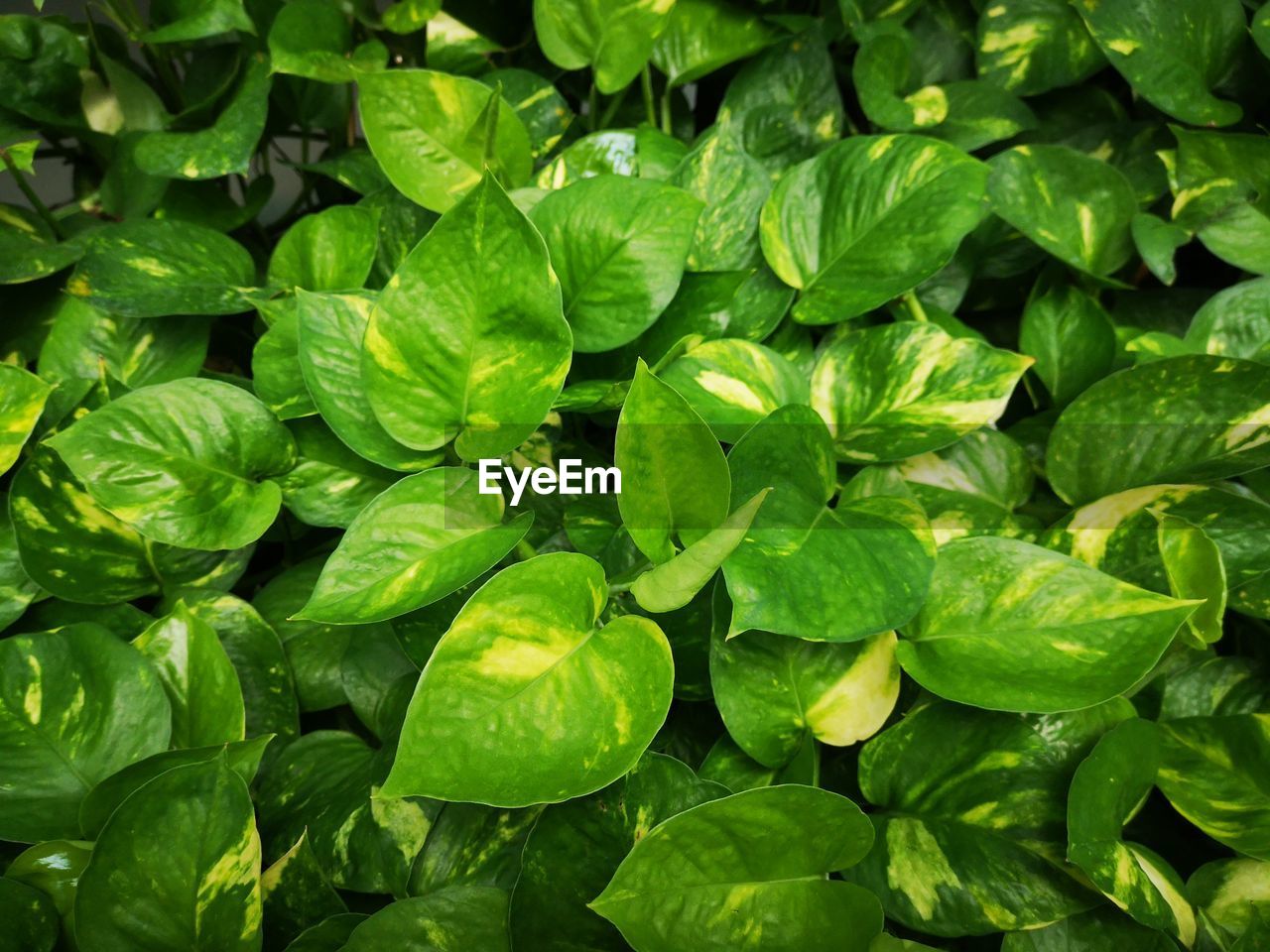 CLOSE-UP OF GREEN LEAVES