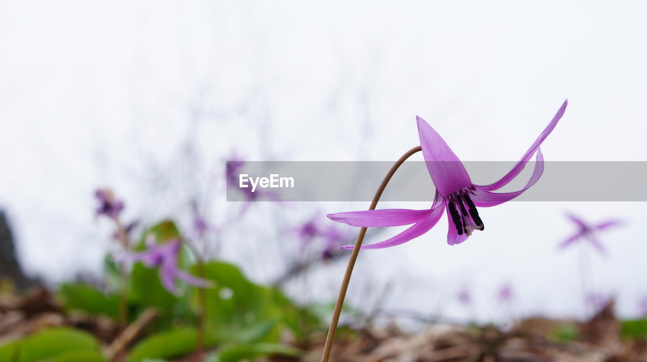 Close-up of fresh dogtooth violet against sky in park