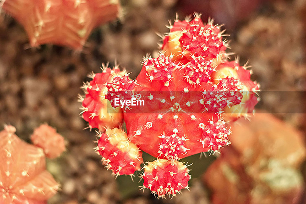 CLOSE-UP OF RED ROSE FLOWER