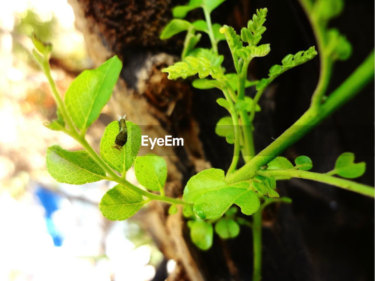 CLOSE-UP OF PLANT LEAVES