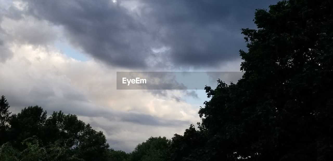 LOW ANGLE VIEW OF TREE AGAINST SKY