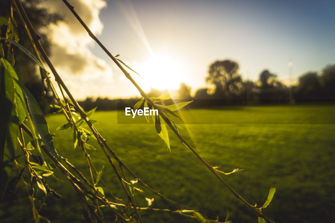 Close-up of fresh plants in field against sky at sunset
