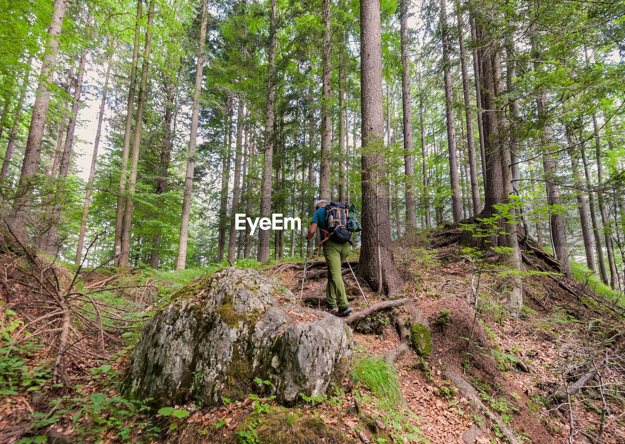 Low angle view of man hiking in forest