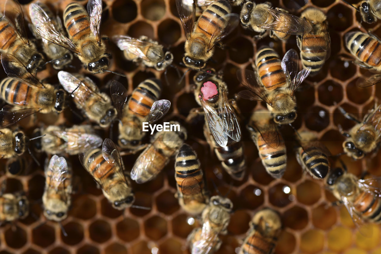 HIGH ANGLE VIEW OF BEE ON WATER