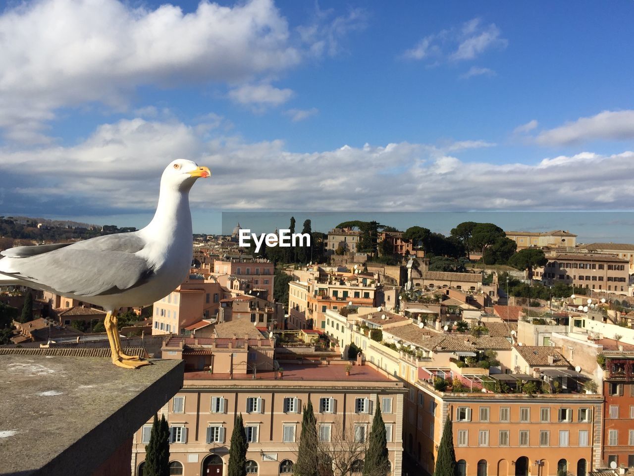 SEAGULL FLYING OVER BUILDINGS IN CITY