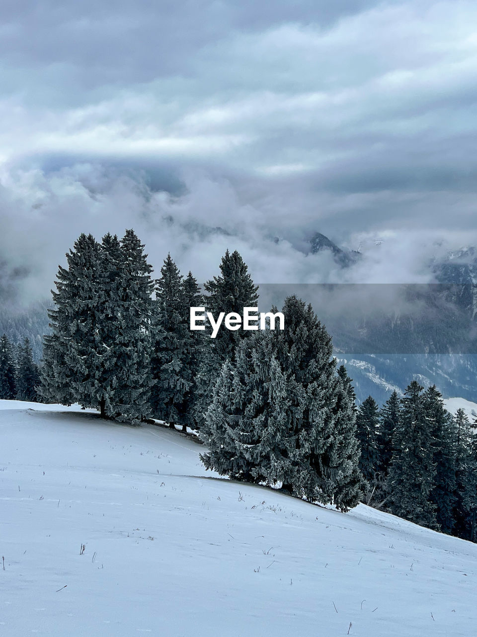 Trees on snow covered landscape against sky