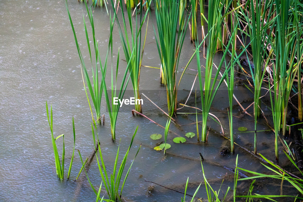 CLOSE-UP OF GRASS GROWING IN WATER