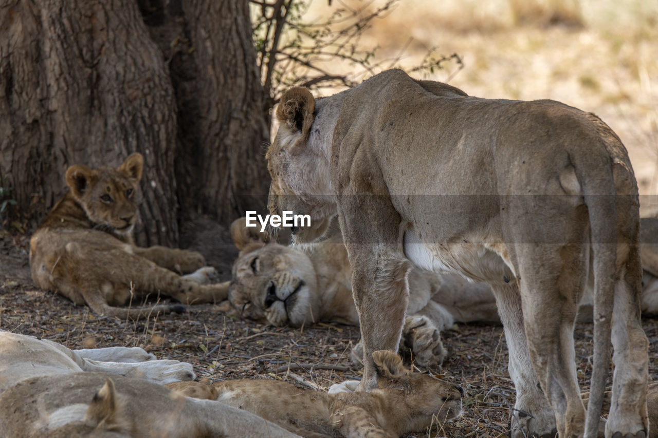 Lion family on field in forest