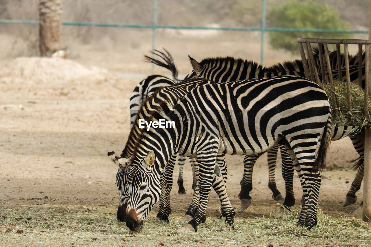 View of zebra in zoo