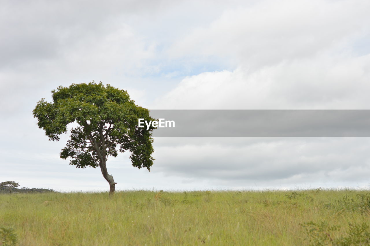 Scenic view of tree on grass