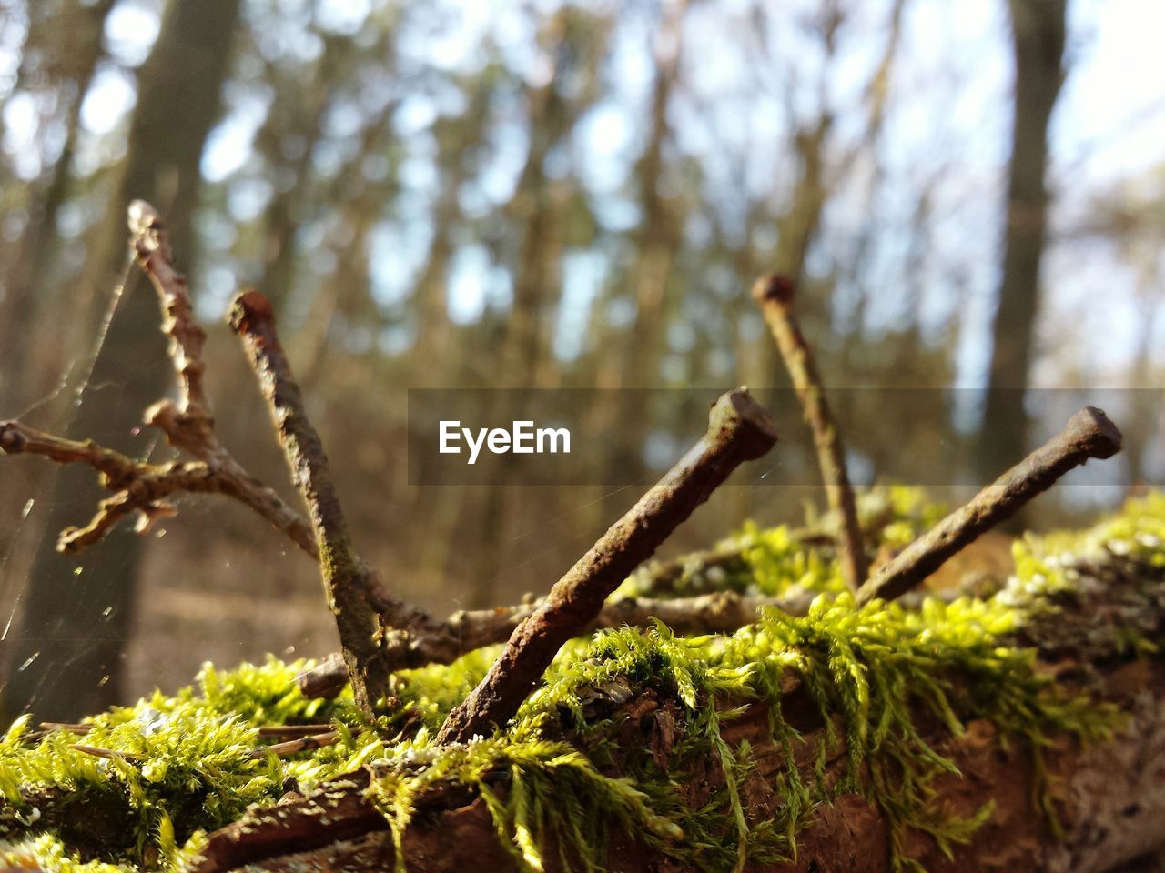 CLOSE-UP OF PLANTS