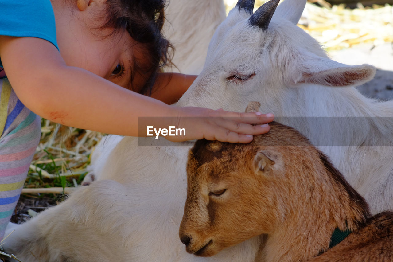 Cropped image of girl stroking kid goat on field