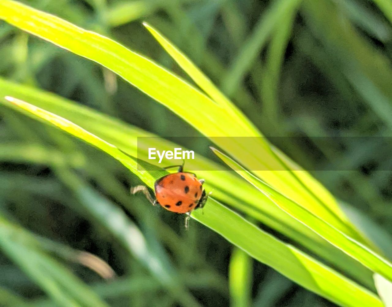 LADYBUG ON A LEAF