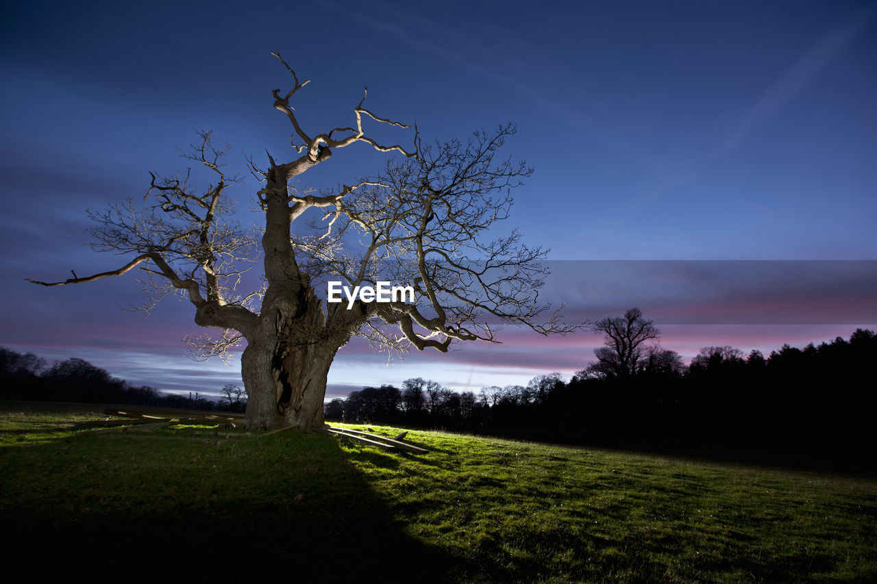 Twisted tree lit up at night in surrey / england