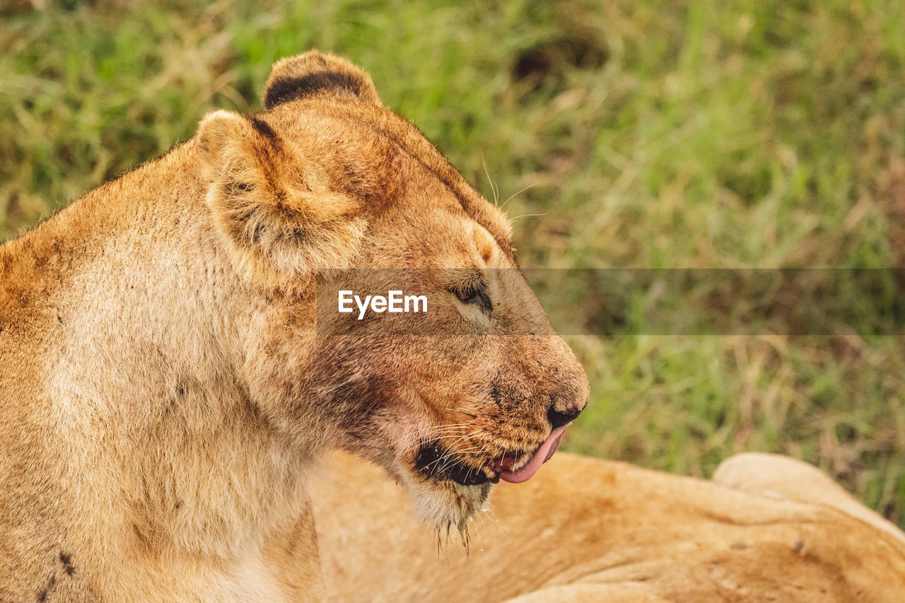 Close-up of lioness