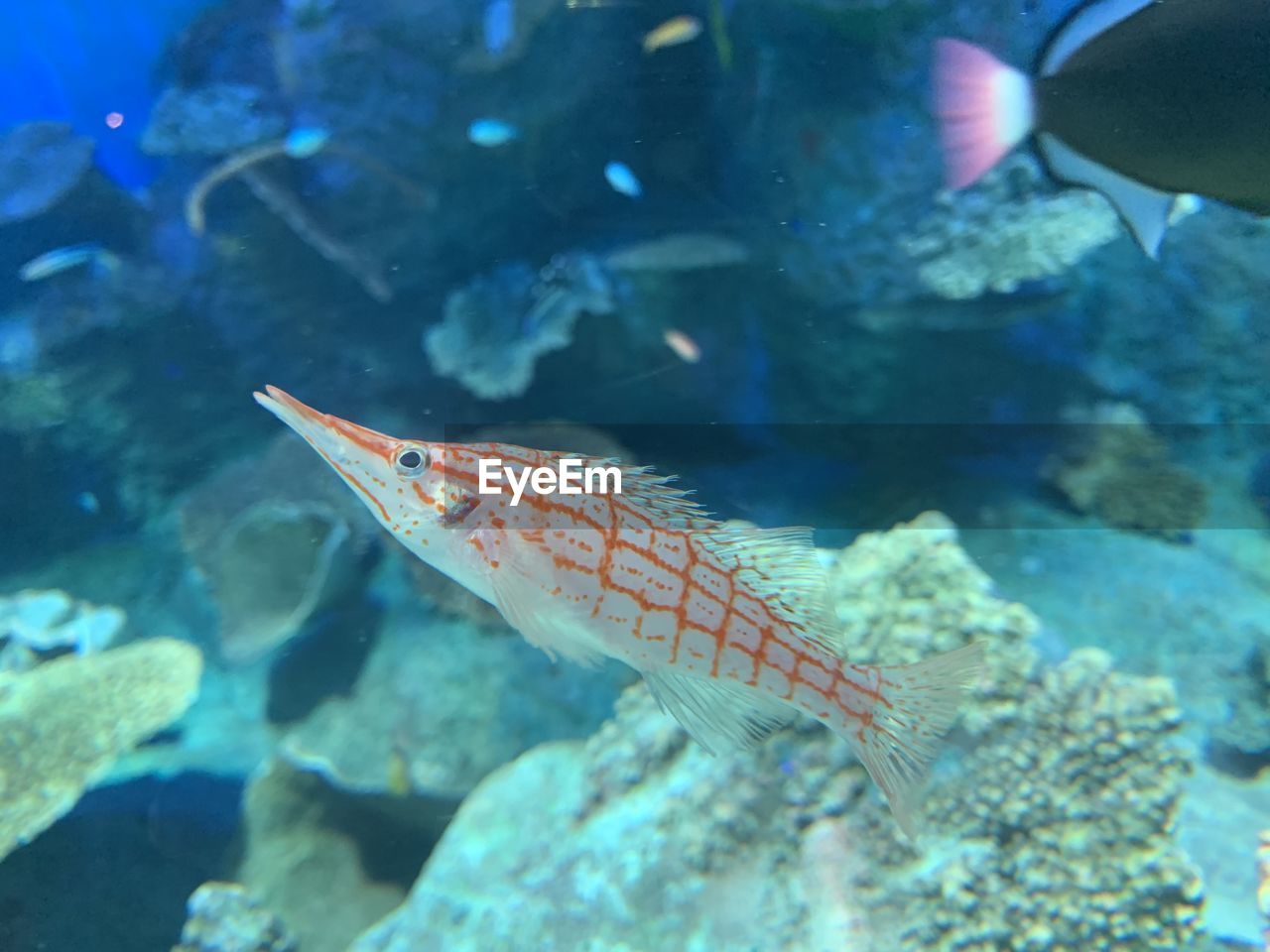 animal, animal themes, sea, animal wildlife, water, underwater, wildlife, fish, sea life, undersea, marine, marine biology, reef, coral reef fish, swimming, one animal, nature, coral reef, aquarium, coral, no people, animals in captivity, outdoors, tropical fish